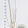 Aronia melanocarpa 100-125 cm 5,0L