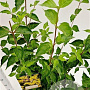 Cornus mas 60-80 cm 4,0L