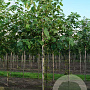 Betula papyrifera 10-12 HO draadkluit