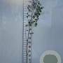 Betula pendula 100-125 cm 2,0L