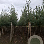 Betula pendula 6-8 HO draadkluit