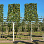 Betula utilis 'Doorenbos' 14-16 HO draadkluit lei 180x150 200 cm stam