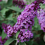 Buddleja Flutterby Lavender GM 2,0L leverbaar