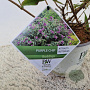 Buddleja Purple Chip 30-35 cm 3,0L