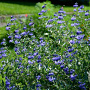 Caryopteris clandonensis 30-40 cm 5,0L