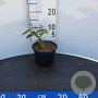 Elaeagnus ebbingei 30-40 cm 2,5L
