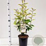 Elaeagnus ebbingei 60-80 cm 4,5L