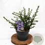 Ceanothus 'Blue Mound' 25-30 cm 3,0L