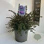 Ceanothus 'Emily Brown' 30-40 cm 5,0L