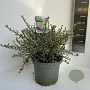Ceanothus impressus 'Cool Blue' 30-40 cm 5,0L