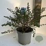 Ceanothus 'Julia Phelps' 30-40 cm 5,0L