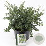 Ceanothus thyrsiflorus repens 30-35 cm 5,0L