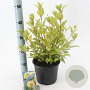 Cephalanthus occidentalis 30-40 cm 3,0L