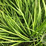 Acorus gramineus 'Licorice' GM P13