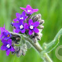 Anchusa officinalis GM P13