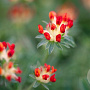 Anthyllis vulneraria coccinea GM P13