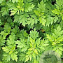 Artemisia vulgaris GM P13
