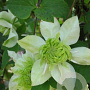 Clematis florida 'Alba Plena' 80 cm rozenpot 2L