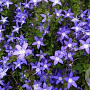 Campanula poscharskyana GM P13