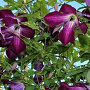 Clematis viticella 80 cm rozenpot 2L