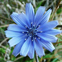 Cichorium intybus GM P13