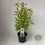 Clethra alnifolia 40-50 cm 3,0L