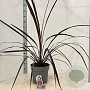 Cordyline Festival Burgundy 70-80 cm 12L
