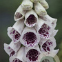 Digitalis purp. 'Pam's Choice' GM P13
