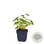 Geranium endressii GM  P11