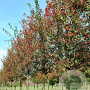 Crataegus grignonensis 200-250 cm 5,0L