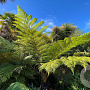 Cyathea cooperi GM  P11