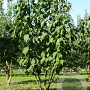 Davidia involucrata 700-800 cm draadkluit meerstammig