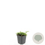 Isotoma fluviatilis GM P9