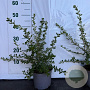 Escallonia 'Donard Seedling' 45-50 cm 2,0L vierkant