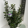 Escallonia 'Iveyi' 50-60 cm 5,0L