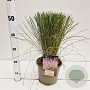 Muhlenbergia capillaris 30-40 cm 3,0L