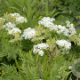 Myrrhis odorata GM P13