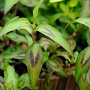Persicaria odorata GM P13