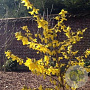 Forsythia 'Goldrausch' 30-40 cm 3,0L