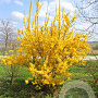 Forsythia intermedia 60-80 cm 7,5L
