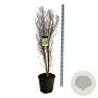 Frangula alnus Fine Line 150-175 cm 30L extra