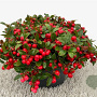 Gaultheria procumbens GM P9