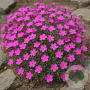 Saponaria ocymoides GM P13