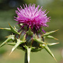 Silybum marianum GM P13