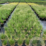Stipa tenuissima 'Ponytails' 30-40 cm 2,5L