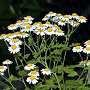 Tanacetum parthenium GM P13