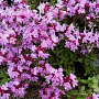 Thymus 'Pink Ripple' GM P13