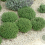 Thymus vulgaris 'Orange' GM P13