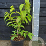 Heptacodium miconioides 40-50 cm 5,0L