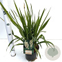 Yucca filamentosa 30-40 cm 2,5L